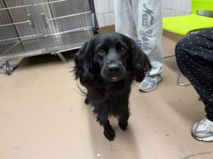 Niko, adoptable Labrador Retriever at Chicago Animal Care and Control