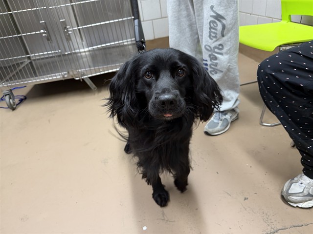 Niko at Chicago Animal Care and Control