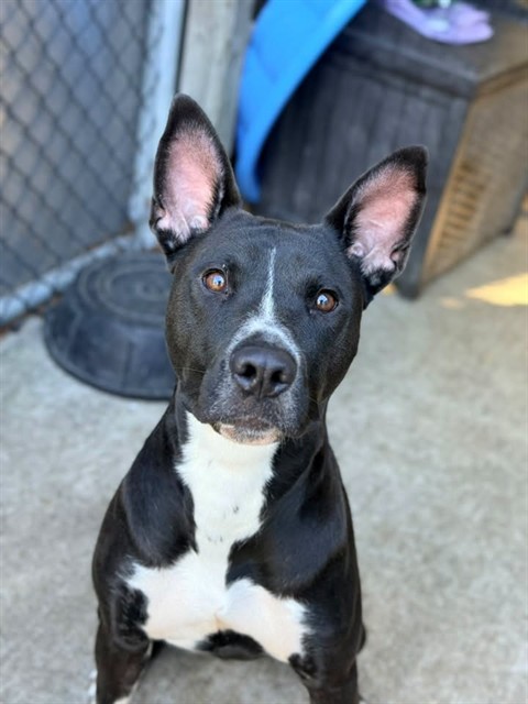 Anne Rice, adoptable American Pit Bull Terrier / Bull Terrier / Labrador Retriever at Chicago Animal Care and Control