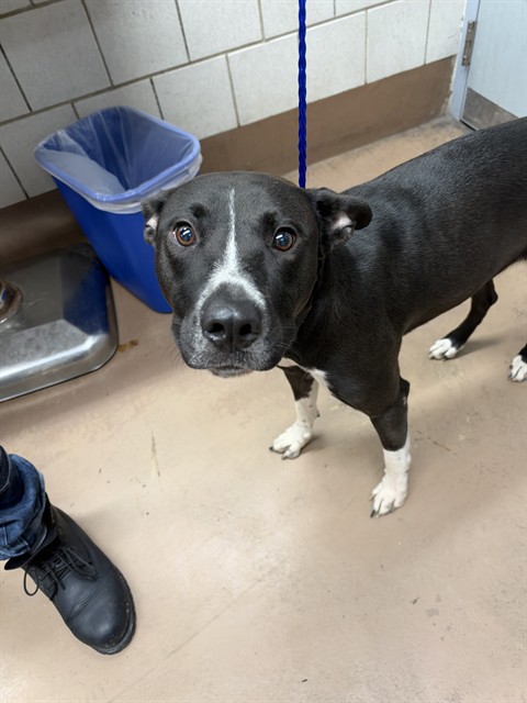 American Pit Bull Terrier / Bull Terrier / Labrador Retriever at Chicago Animal Care and Control