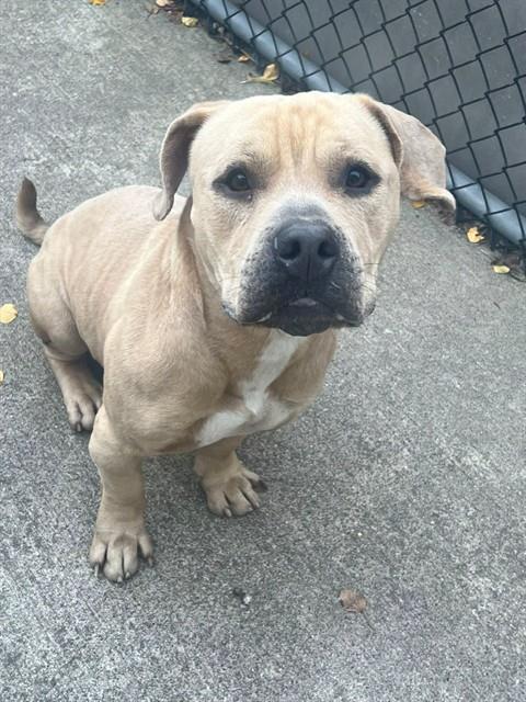 Balthazar, adoptable American Pit Bull Terrier at Chicago Animal Care and Control