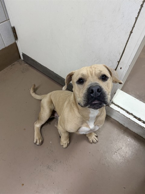 American Pit Bull Terrier at Chicago Animal Care and Control