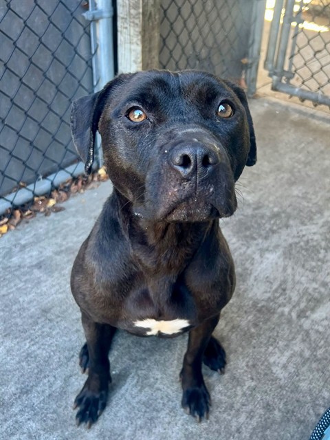 Nixie at Chicago Animal Care and Control
