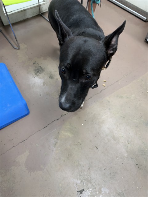 American Pit Bull Terrier / Bull Terrier / Labrador Retriever at Chicago Animal Care and Control