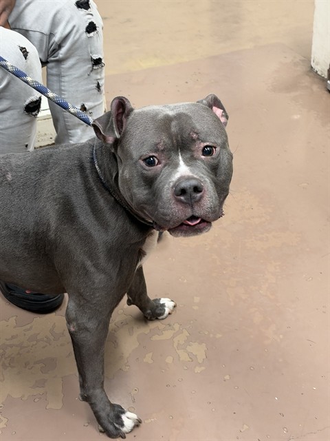 American Pit Bull Terrier at Chicago Animal Care and Control