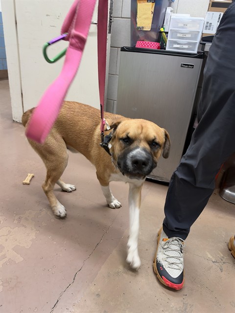 Labrador Retriever at Chicago Animal Care and Control