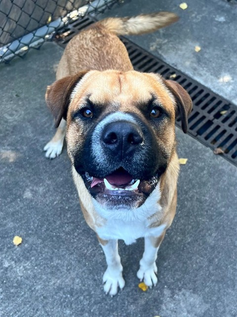 Judson, adoptable Labrador Retriever at Chicago Animal Care and Control