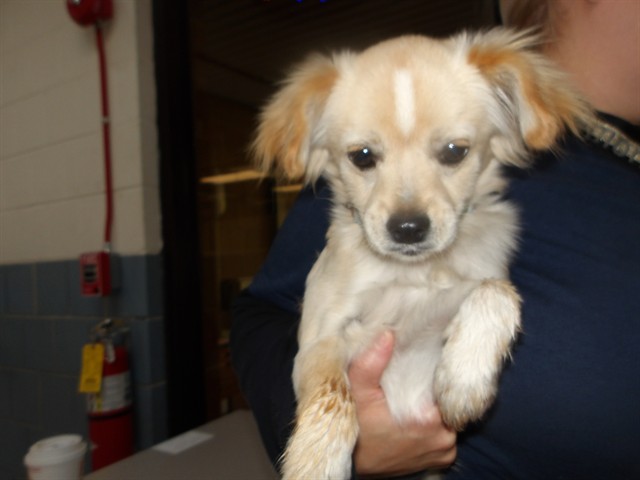 Chihuahua at Chicago Animal Care and Control