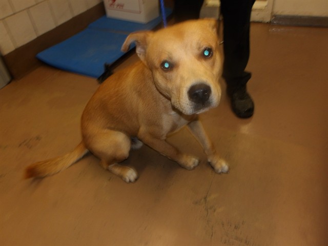 Labrador Retriever at Chicago Animal Care and Control