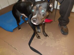Rocco, adoptable American Pit Bull Terrier at Chicago Animal Care and Control