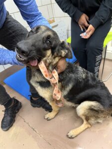 Shandy, adoptable German Shepherd Dog at Chicago Animal Care and Control