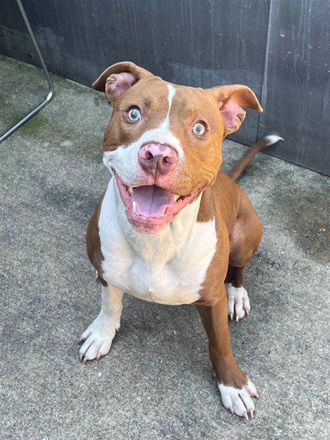 Kamden at Chicago Animal Care and Control