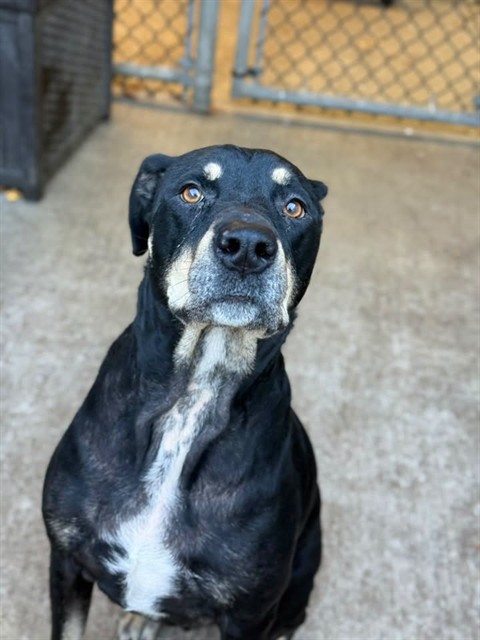Atticus, adoptable Rottweiler at Chicago Animal Care and Control