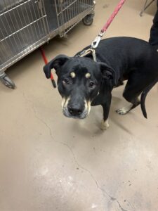Atticus, adoptable Rottweiler at Chicago Animal Care and Control