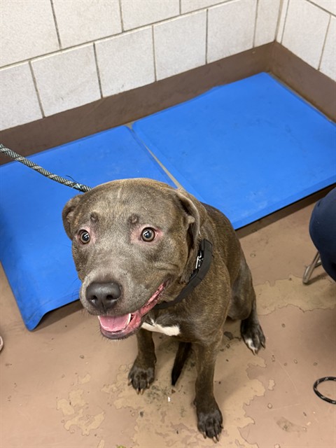 Jude at Chicago Animal Care and Control