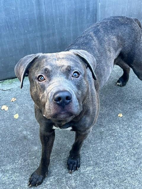 Jude, adoptable American Pit Bull Terrier at Chicago Animal Care and Control