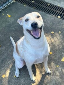Nella, adoptable Labrador Retriever at Chicago Animal Care and Control