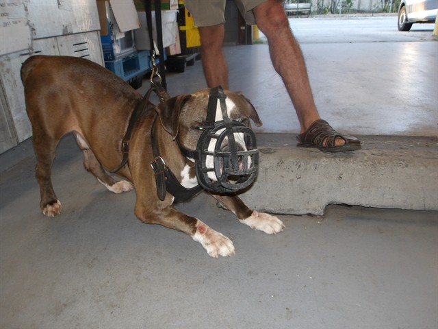 American Pit Bull Terrier at Chicago Animal Care and Control