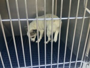 Mama, adoptable Chihuahua at Chicago Animal Care and Control