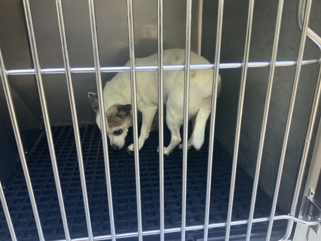 Mama at Chicago Animal Care and Control