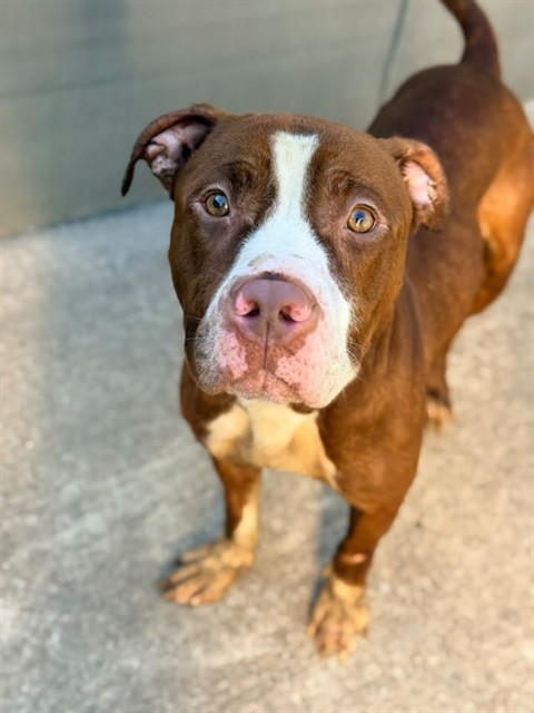 Ulissa, adoptable American Pit Bull Terrier at Chicago Animal Care and Control