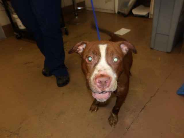 American Pit Bull Terrier at Chicago Animal Care and Control