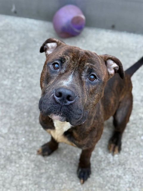 Slither, adoptable American Pit Bull Terrier at Chicago Animal Care and Control