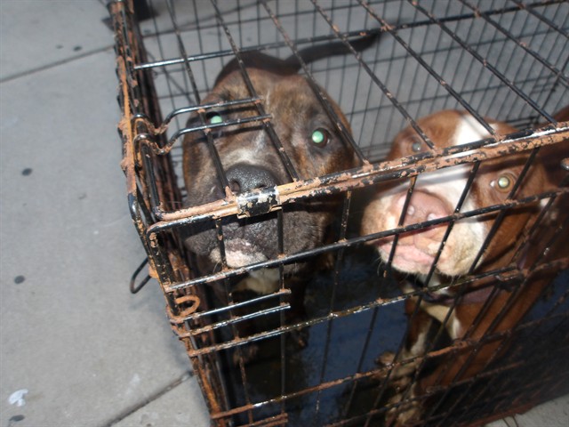 American Pit Bull Terrier at Chicago Animal Care and Control