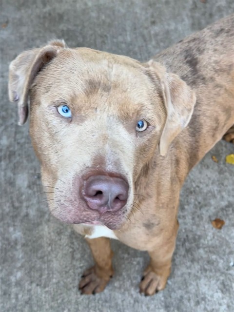 Brigadier, adoptable American Pit Bull Terrier at Chicago Animal Care and Control