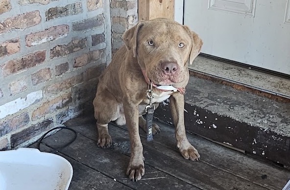 American Pit Bull Terrier at Chicago Animal Care and Control
