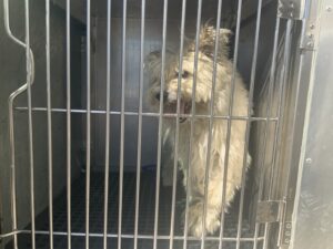 Crest, adoptable Shih Tzu at Chicago Animal Care and Control