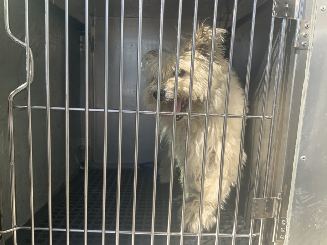 Crest at Chicago Animal Care and Control