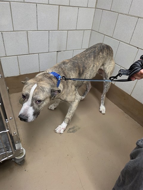 American Pit Bull Terrier at Chicago Animal Care and Control