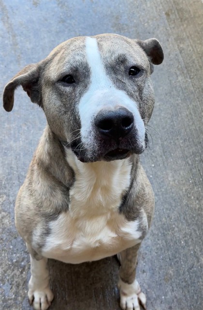 Hobart, adoptable American Pit Bull Terrier at Chicago Animal Care and Control