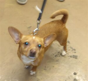 Rolo, adoptable Chihuahua at Chicago Animal Care and Control