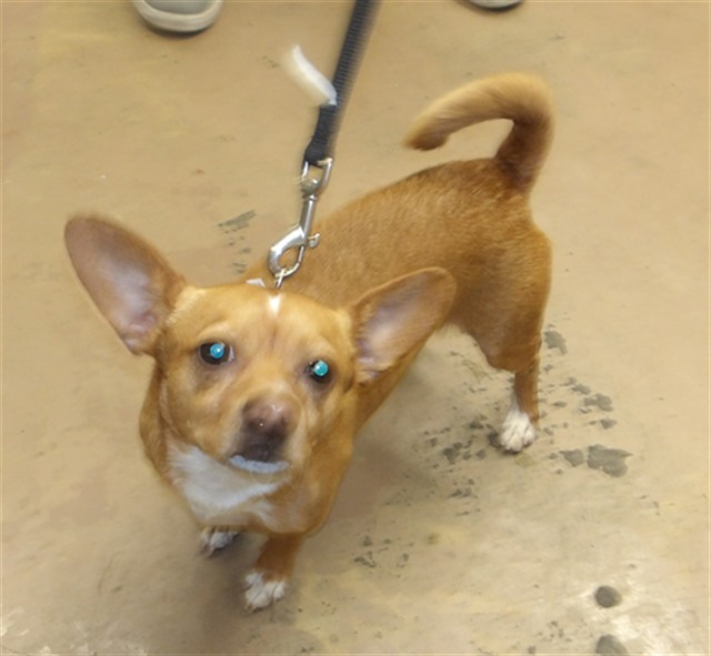 Rolo at Chicago Animal Care and Control