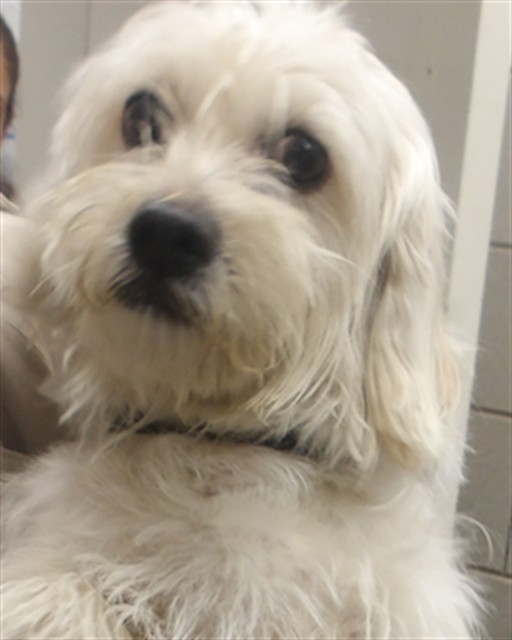 Gucci at Chicago Animal Care and Control