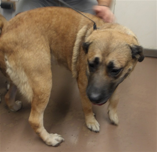 Labrador Retriever at Chicago Animal Care and Control