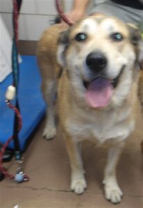 Siri, adoptable Labrador Retriever at Chicago Animal Care and Control