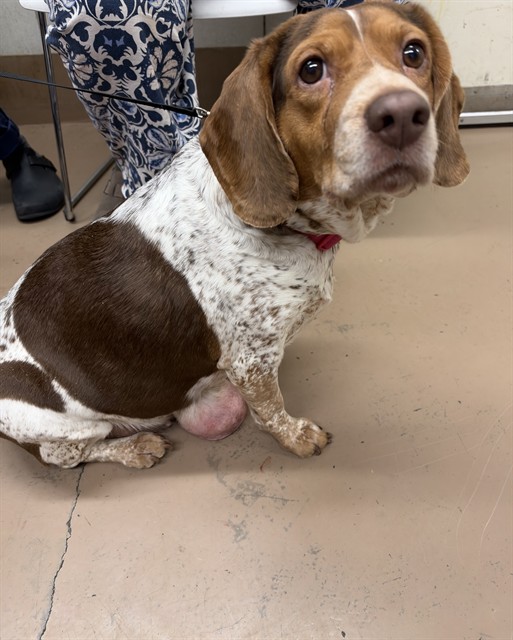 Beagle at Chicago Animal Care and Control