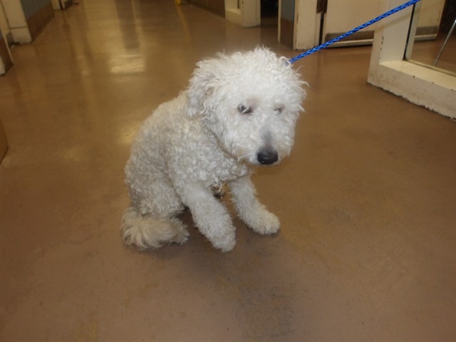 Poodle at Chicago Animal Care and Control