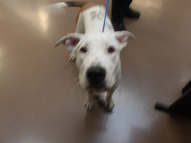 Labrador Retriever at Chicago Animal Care and Control