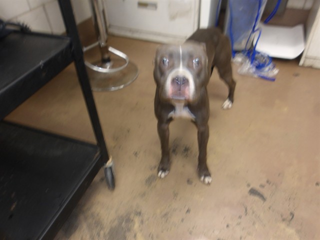American Pit Bull Terrier at Chicago Animal Care and Control