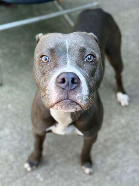 Hawaii, adoptable American Pit Bull Terrier at Chicago Animal Care and Control