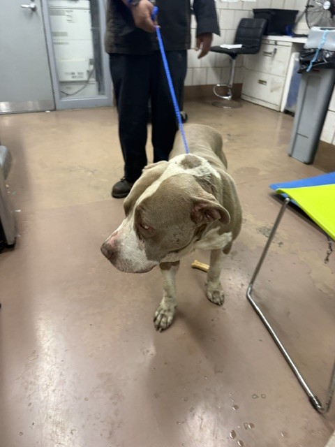 American Pit Bull Terrier at Chicago Animal Care and Control