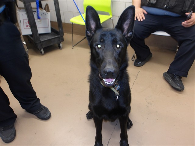 German Shepherd Dog at Chicago Animal Care and Control