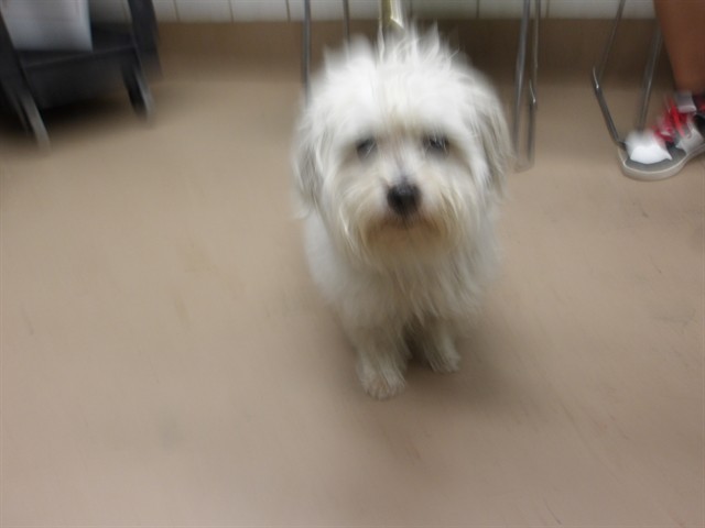 Charlie at Chicago Animal Care and Control