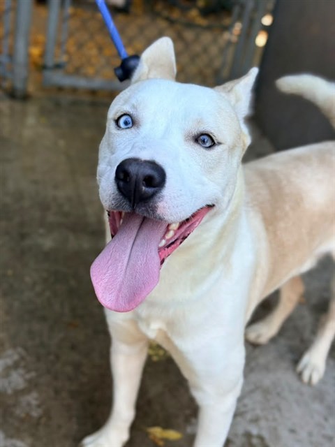 Turbo, adoptable Siberian Husky at Chicago Animal Care and Control