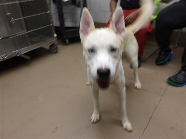 Turbo at Chicago Animal Care and Control