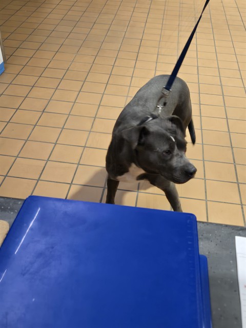 American Pit Bull Terrier at Chicago Animal Care and Control